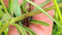 Cercopis intermedia