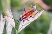 Leptopterna dolabrata