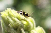 Liocoris tripustulatus
