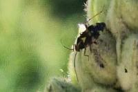 Liocoris tripustulatus