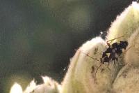 Liocoris tripustulatus