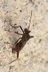 Camptopus lateralis