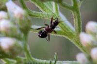 Himacerus mirmicoides