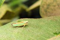 Graphocephala fennahi