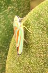 Graphocephala fennahi