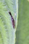 Heterotoma planicornis