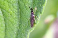 Heterotoma planicornis