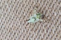 Phytocoris tiliae