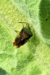 Elasmostethus interstinctus