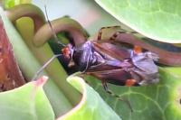 Deraeocoris flavilinea