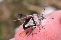 Dolycoris baccarum