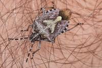 Dolycoris baccarum