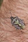 Dolycoris baccarum