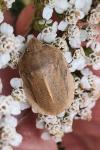 Eurygaster austriaca