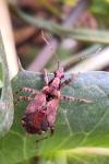 Himacerus mirmicoides
