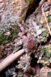 Himacerus mirmicoides