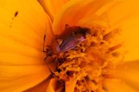 Deraeocoris ruber
