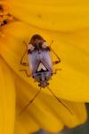 Lygus pratensis