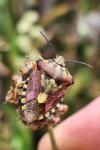 Carpocoris purpureipennis