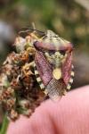 Carpocoris purpureipennis
