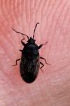 Drymus sylvaticus