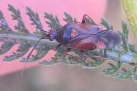 Deraeocoris ruber