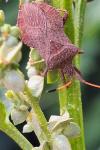 Coreus marginatus