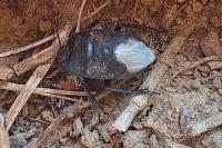 Cydnus aterrimus