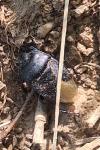 Cydnus aterrimus