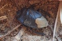 Cydnus aterrimus