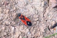 Melanocoryphus albomaculatus