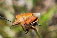 Carpocoris purpureipennis