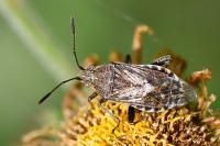 Stictopleurus punctatonervosus