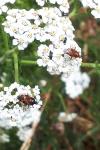 Deraeocoris ruber