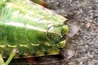 Cyphostethus tristriatus