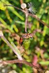 Corizus hyoscyami