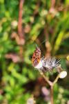 Corizus hyoscyami