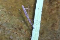 Hydrometra stagnorum