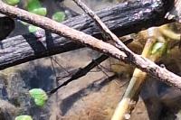 Hydrometra stagnorum