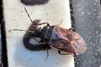 Drymus sylvaticus