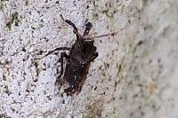 Asiraca clavicornis
