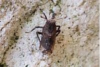 Asiraca clavicornis