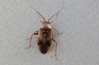 Lygus rugulipennis