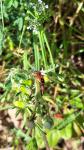 Melanocoryphus albomaculatus
