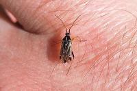 Harpocera thoracica