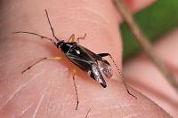 Harpocera thoracica