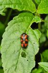 Cercopis vulnerata