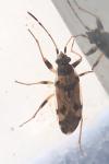 Beosus maritimus