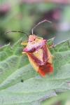Acanthosoma haemorrhoidale