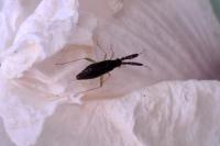 Heterotoma planicornis